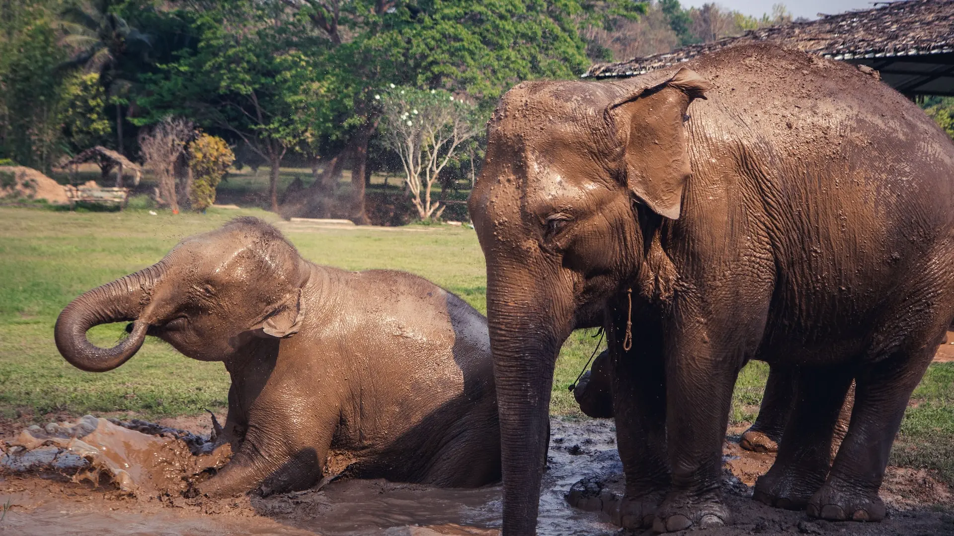 a couple of elephants standing next to each other